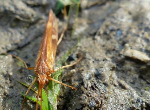 Limnephilus lunatus